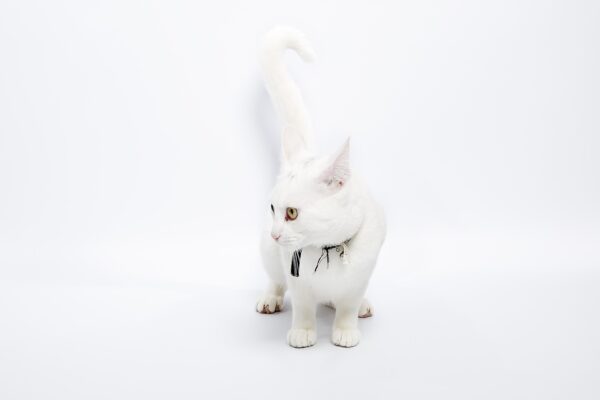 Understanding DOGE Savings: Debunking Myths and Revealing Facts